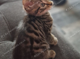 Gorgeous Bengal male kitten