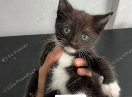 Kittens for sale