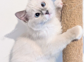 Champion,pedigreeTICA ragdoll kitten