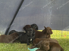 8 Springador Puppies