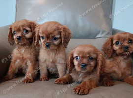 Cavalier King Charles Puppies