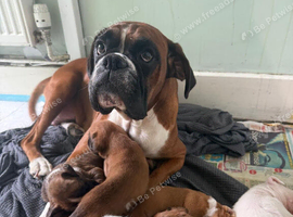 Boxer pups kg registered