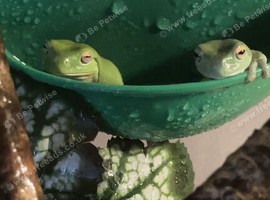2 whites tree frogs