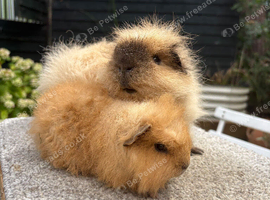 Pure Bred swiss boars (bonded father and son)