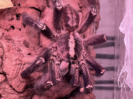 mm p.metallica looking for love