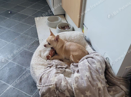 Chihuahua for sale