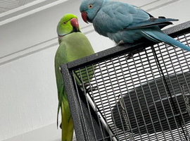 Pair of Indian Ringnecks + Large Cage &ndash; Proven Breeding Pair