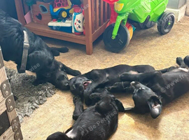 Labrador retriever Puppy looking for a forever home