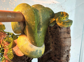 CB22 male green tree python