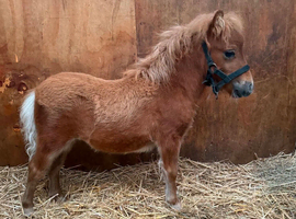Registered Minature sheltland colt foals.