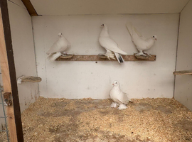 Tumbler Pigeons x4 cock birds
