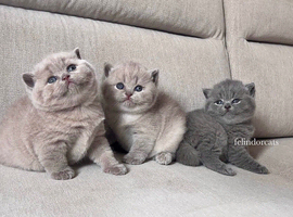 Top quality Lilac British shorthair