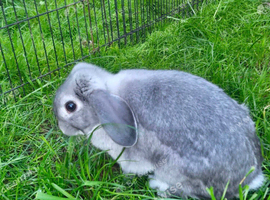 Grey 1 yr old mini lop