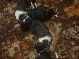 Border collie pups
