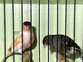Proven pair of harlequins