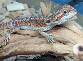 Baby bearded dragons for sale in southeast London