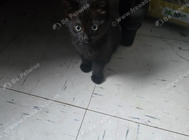 3 beautiful kittens for sale