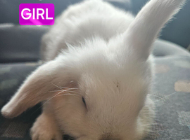 2 baby rabbits one English spot and one mini lop