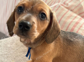 BEAUTIFUL RED DAPPLE MINIATURE DACHSHUNDS