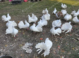 PURE WHITE FANTAIL DOVES/PIGEONS