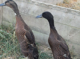 Indian Runner Duck