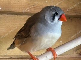 Pairs of Zebra Finches