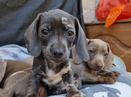Rare and unusual  isabella blue merl Dapple carrying piebald gene female puppy