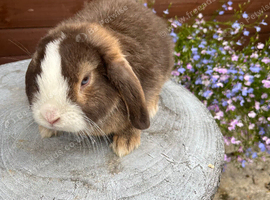 Gorgeous mini lops ready now