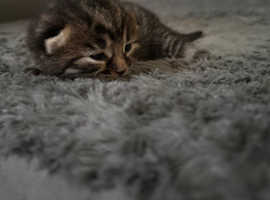 3 kittens for sale