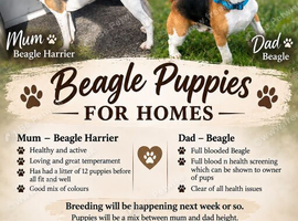 Beagle puppys
