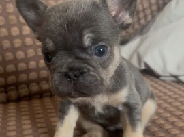LILAC TAN BIG ROPE GIRL FRENCH BULLDOG