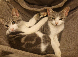 Two kittens for sale