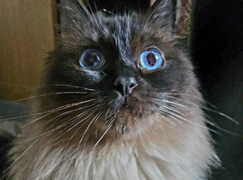 Beautiful 6 year old seal point Ragdoll