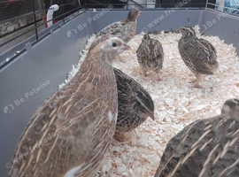 Quails