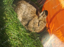 Netherland dwarf bunnies