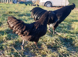 Ayam Cemani &ndash; Chicks & Hatching Eggs