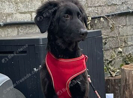 German shepherd x