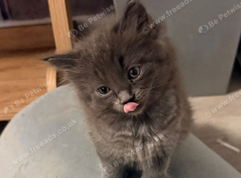Maine Coon kittens