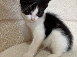 2 female kittens