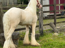 Cremello colt to make 14.2/14.3