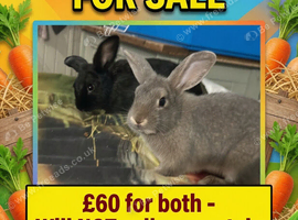 Rabbits girls for sale the pair