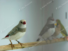 Silver fire tails