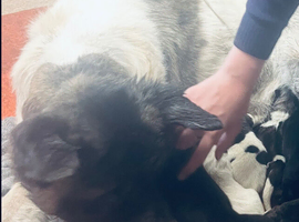 Akita puppies