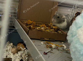 Russian dwarf 8 months old male hamster for sale