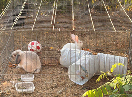 French lop and New Zealand white
