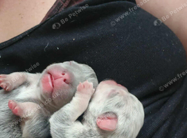 Pups