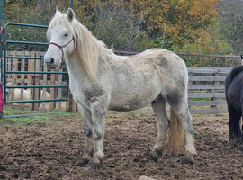 Cob x Dartmoor Stocky Gelding