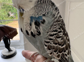 Super Tame Exhibition Budgie