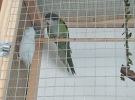 Sierra Parrot and Parrotlet Pair With Cage