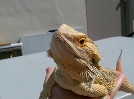 Bearded dragon wanted